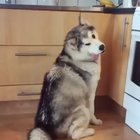 Malamute VS Meat balls