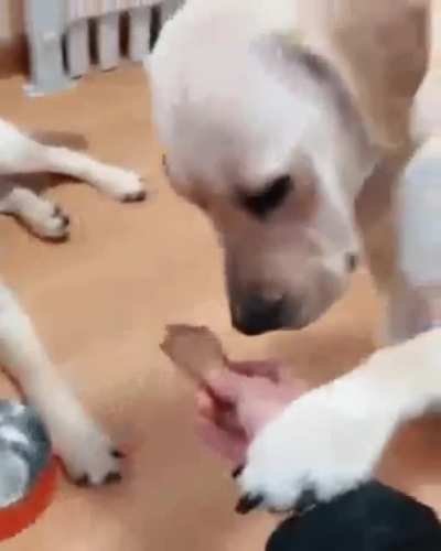 Taste it, buddy!