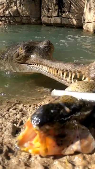 ?The gharial (Gavialis gangeticus)