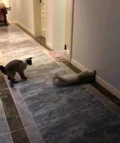 Nice moves