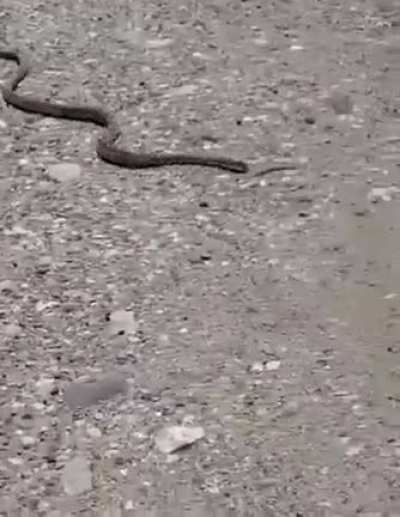 ? Snake-Fu or 'Who Stung Rodger Rabbit'?