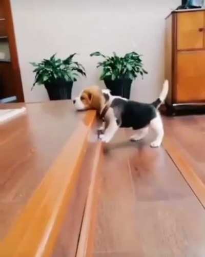 little baby hops up the steps?