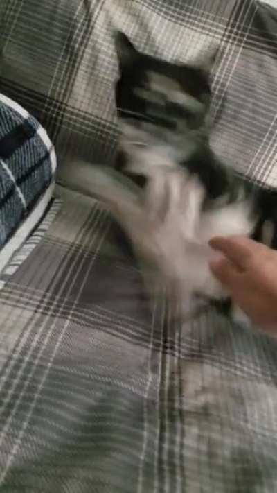 I swear, I was trying to GENTLY wake her up by petting her!!