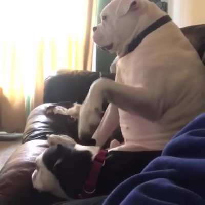 Who’s a good dog?