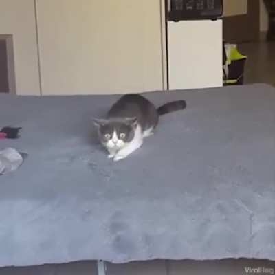 This Cat Has Had WAY Too Much Cat Nip ??