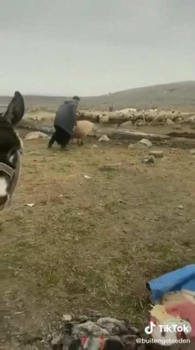 Picnic gone wrong