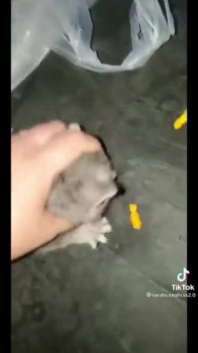 Theif grandmaster