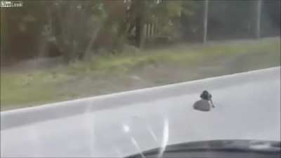 ? Bird explaining to a hedgehog to cross the road so it doesn't die