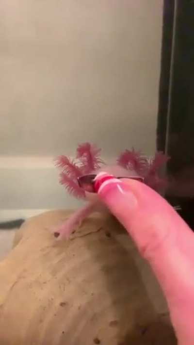 Axolotl got the drip ?