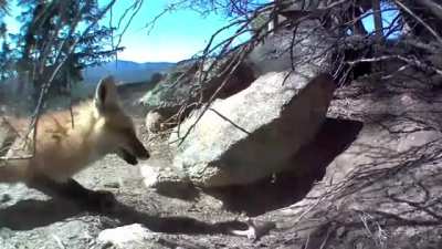 Attacking a Skunk