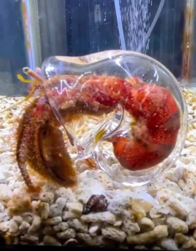 ? Hermit crab in a clear shell… with a special butt-scratching arm.
