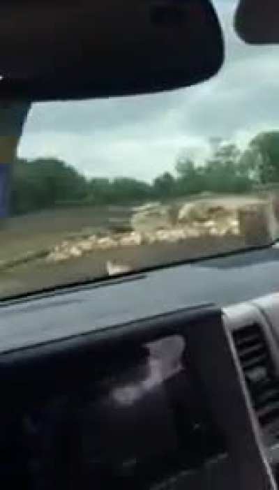 The Buffalo Snorting Just About Killed Me ?