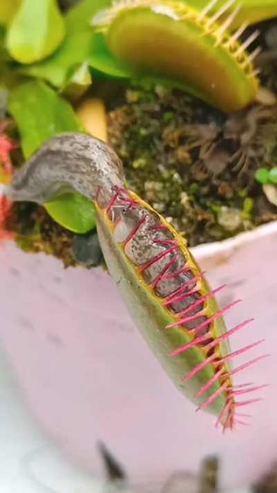 ? Not today, plant! ?