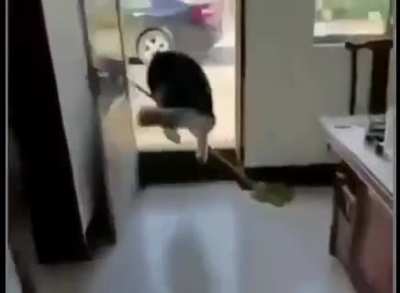 You can't fool this husky.