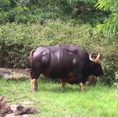 ? The Indian Bison aka Gaur is the largest bovine in the world