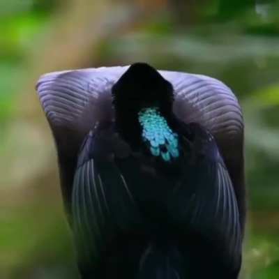 ? A male Epimachus Fastuosus aka Black Sicklebill - One of the Birds of Paradise displaying his majestic moves for a female ?