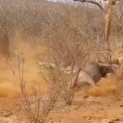 ? Another predator gets the tables turned on him. This time a lion gets the crap kicked out of themselves by a wildabeest.