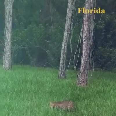 ? An epic duel between a bobcat and a baby alligator ?