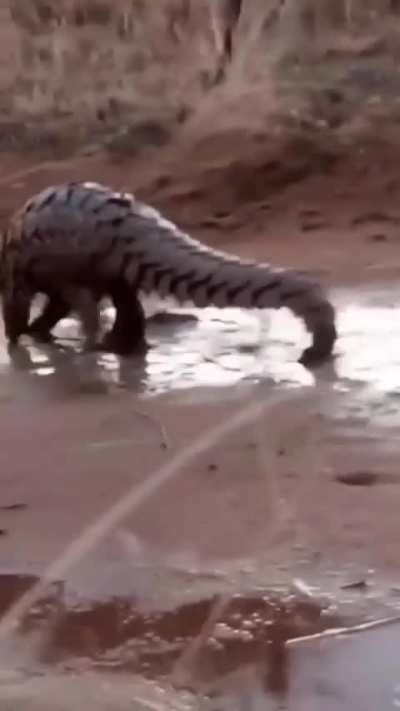 ? Pangolin ensures mud gets right up there under its scales