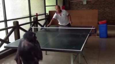 A chimpanzee playing table tennis