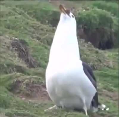 They are evolving, be aware!