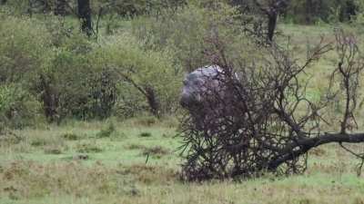 Hippo on the run(they can reach speeds of up to 19 mph)
