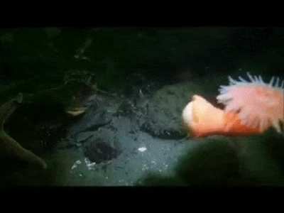 ? anemone fleeing from starfish ?