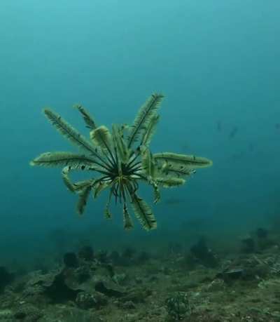 Rare mesmerizing swimming feather star