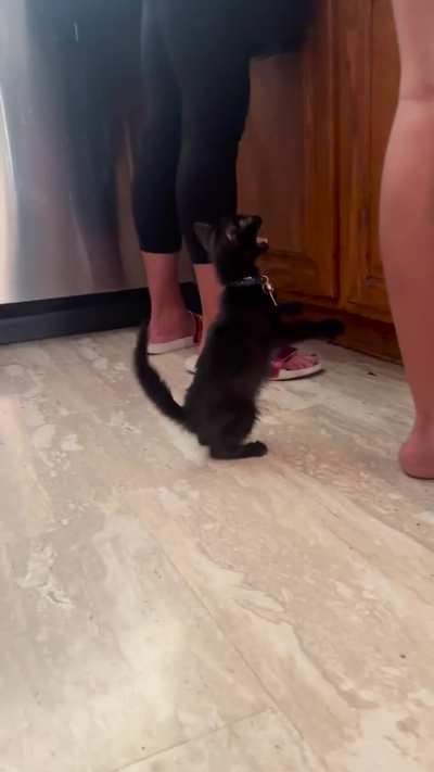 This is Beetlejuice, and he has never ever been fed before today.