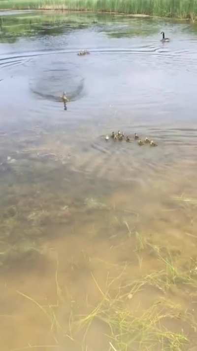 duck mom imediately adopts 10 ducklings who were left alone