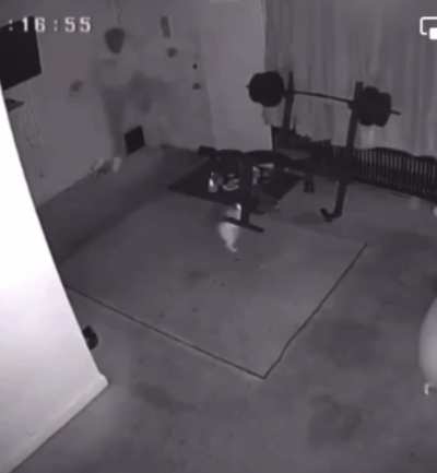 to come home to your "friendly" cat