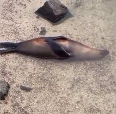 ? This seal has reached peak level of chill