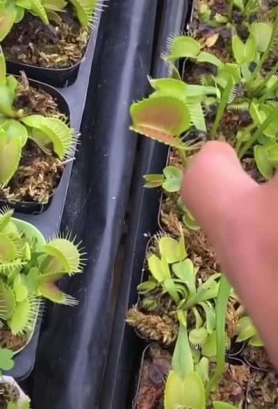 ? Feeding a Venus Fly Trap