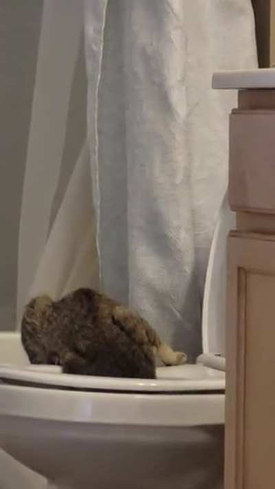 Apparently my cat is drinking from the toilet now...