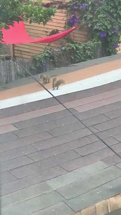 Jerk Squirrel tries to force himself onto another squirrel, and then celebrates after he throws her off the edge ?