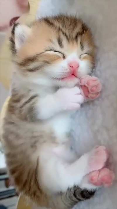 Squishbeans Saturday
