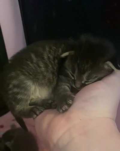 Little Lavender’s ears fluttering while she sleeps in my hand ?