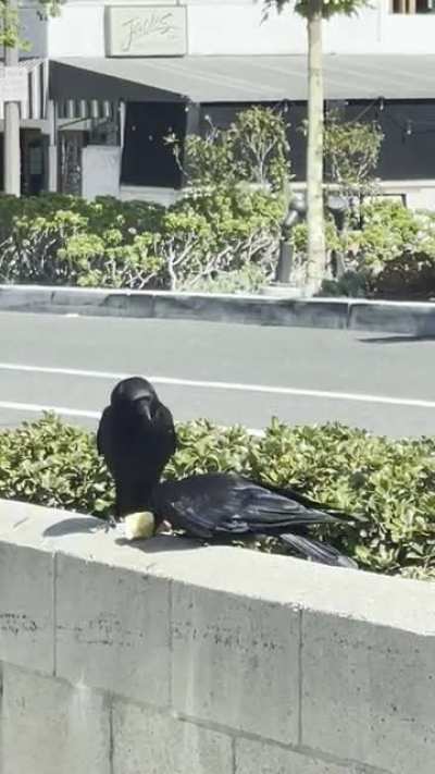 Crow steals other crow’s apple ?
