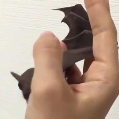 baby bat??lick lick lick lick