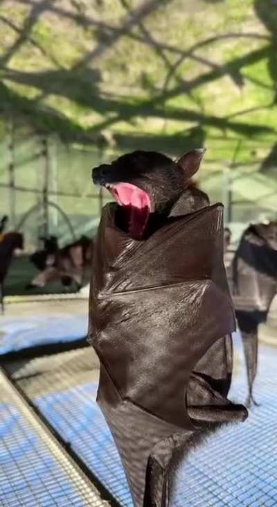 The way a flying fox sleeps.