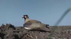 ? Mama Bird Protecting Her Eggs