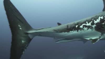 ? Battle-hardened Great White shark swimming near the Neptune Islands