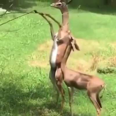 A Gerenuk couple out on a date.. The female picks out the branch she likes and the male bends it to let female feed.. ?