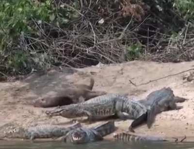 ? Crocodiles: When you've been on a diet for an hour, and the food itself starts flirting with you.