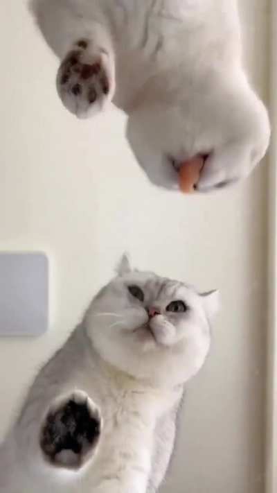 NOO GIVE THE OTHER ONE TOO