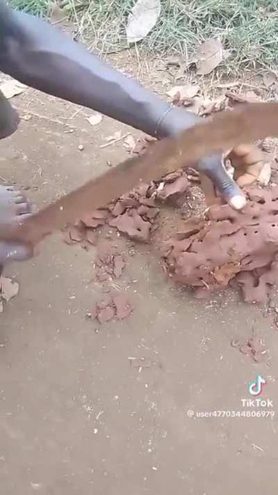 The size of a queen termite