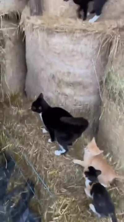 smol gang