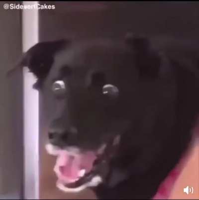 the dog was too stunned to speak-