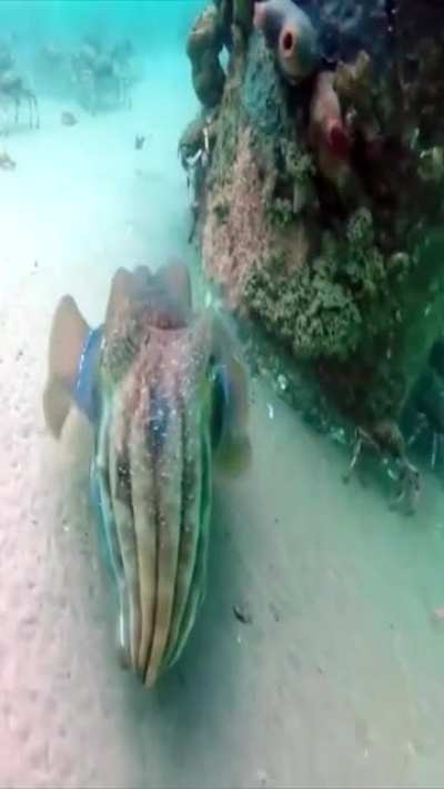? Alien of the seas, a Cuttlefish ?