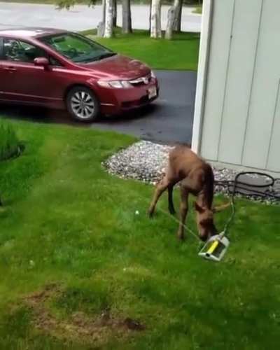 ? Moose calf using a family’s sprinkler to take a shower ?